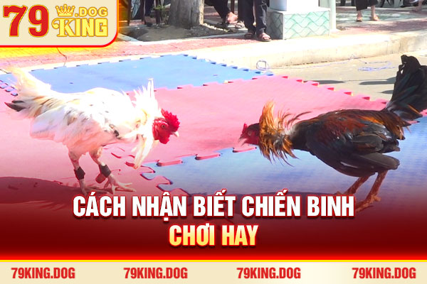 Cách nhận biết chiến binh chơi hay Cách nhận biết chiến binh chơi hay