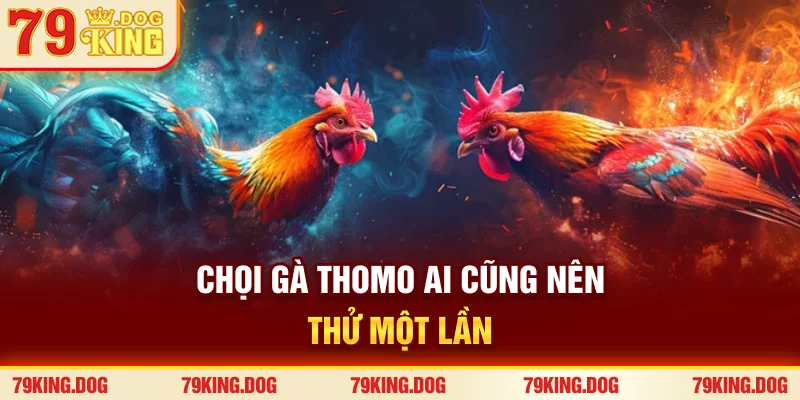 Chọi gà Thomo ai cũng nên thử một lần Chọi gà Thomo ai cũng nên thử một lần