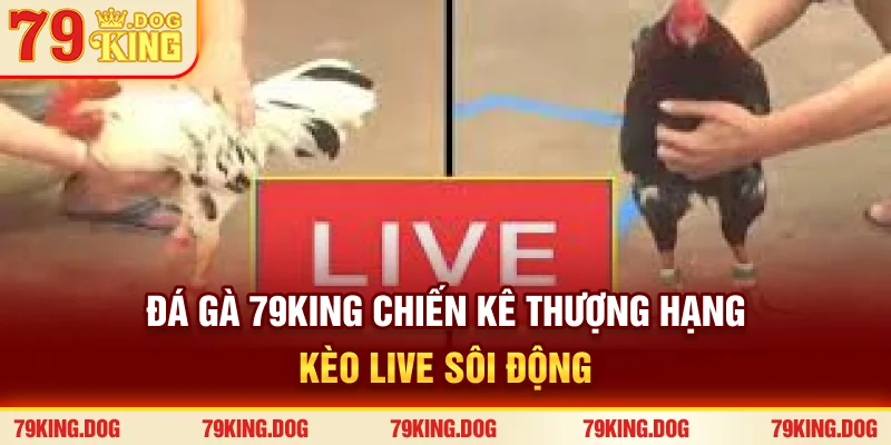 Đá Gà 79king - Chiến Kê Thượng Hạng, Kèo Live Sôi Động