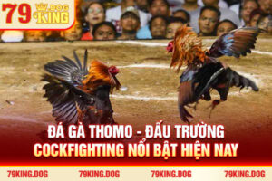 Đá Gà Thomo - Đấu Trường Cockfighting Nổi Bật Hiện Nay 2025