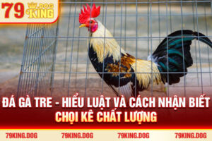Đá Gà Tre - Hiểu Luật Và Cách Nhận Biết Chọi Kê #1 2025