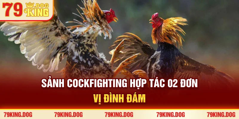 Sảnh Cockfighting hợp tác 02 đơn vị đình đám Sảnh Cockfighting hợp tác 02 đơn vị đình đám