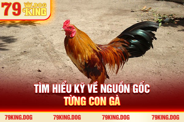 Tìm hiểu kỹ về nguồn gốc từng con gà Tìm hiểu kỹ về nguồn gốc từng con gà