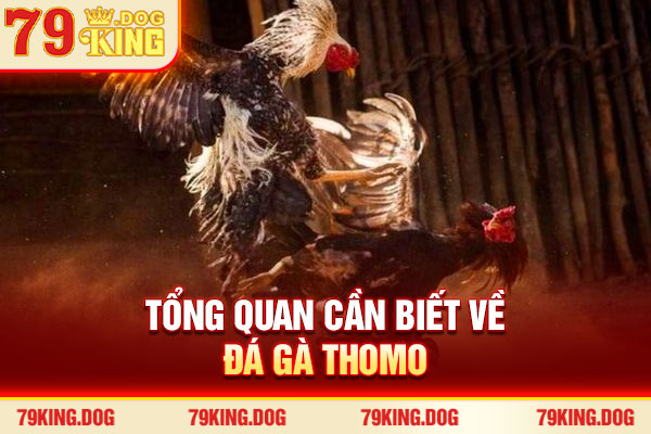 Tổng quan cần biết về đá gà Thomo Tổng quan cần biết về đá gà Thomo